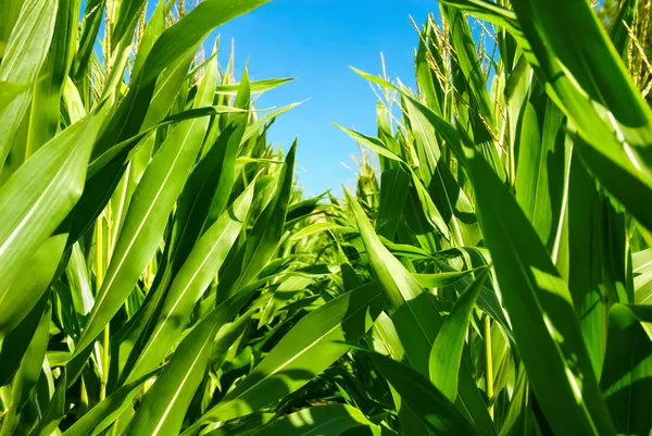 En medio de las plantas de maíz — Foto de Stock