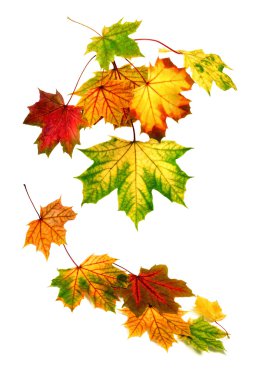 Colorful autumn leaves falling down clipart