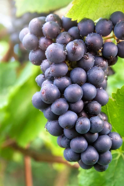 Ripe blue grapes in a vineyard — Stock Photo, Image