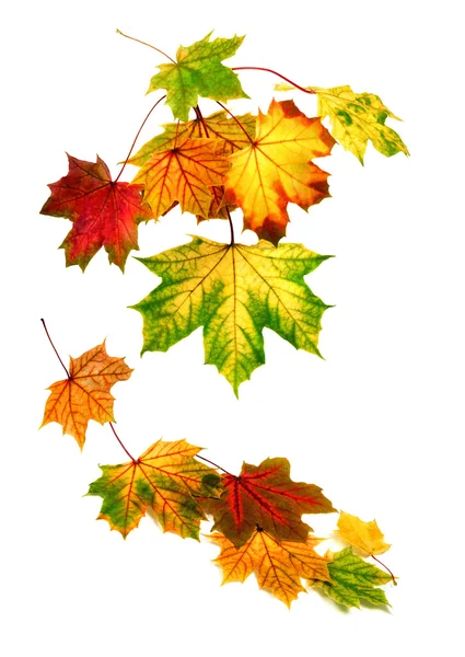 Coloridas hojas de otoño cayendo — Foto de Stock
