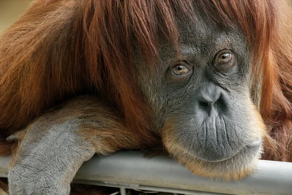 Krásné orangutan díval do kamery — Stock fotografie