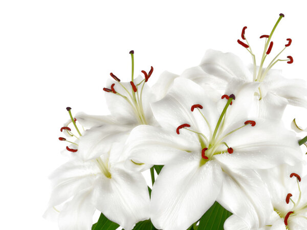Bunch of large white lilies isolated