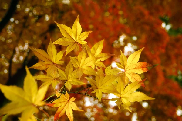 Golden efterår - Stock-foto