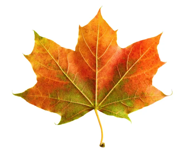 Прекрасный цветной осенний лист — стоковое фото