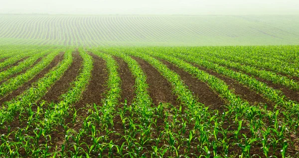 Rows of young corn plants — Stock Photo, Image