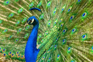 Majestic peacock clipart