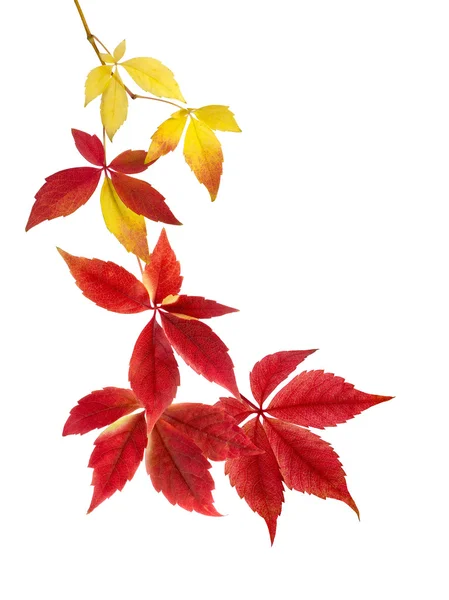 Beautiful arrangement of autumn leaves — Stock Photo, Image