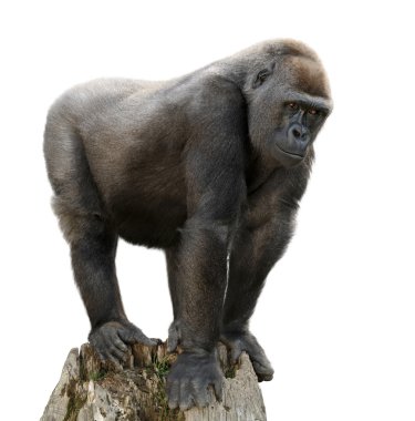 Gorilla on tree trunk, isolated clipart