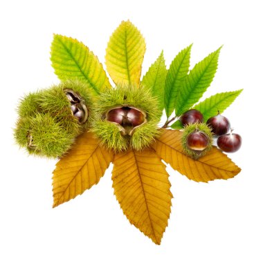 Fresh chestnuts on leaves, isolated clipart