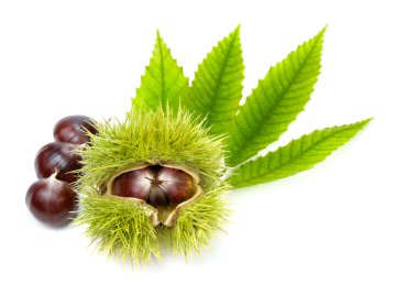 Fresh chestnuts with green leaves, isolated clipart