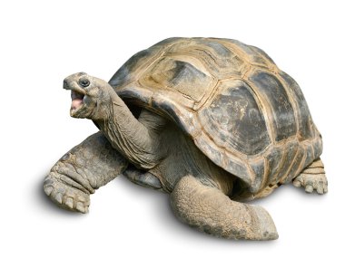 Happy Giant tortoise on white clipart