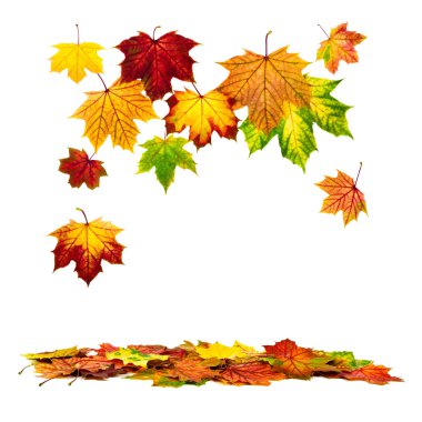 Colorful autumn leaves falling down clipart