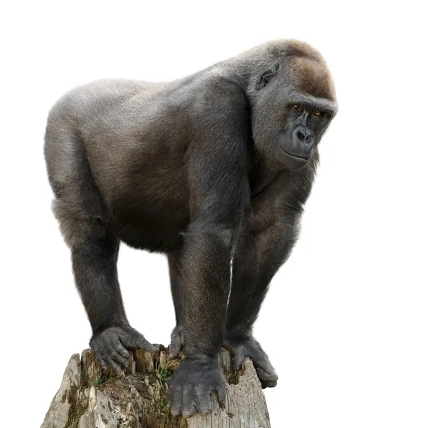Gorilla on tree trunk, isolated — Stock Photo, Image