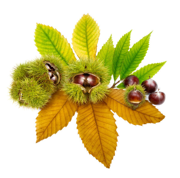 Fresh chestnuts on leaves, isolated