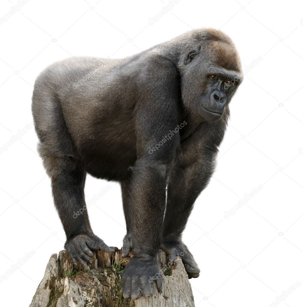 Gorilla on tree trunk, isolated