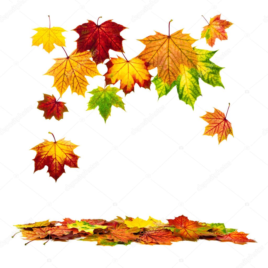 Colorful autumn leaves falling down