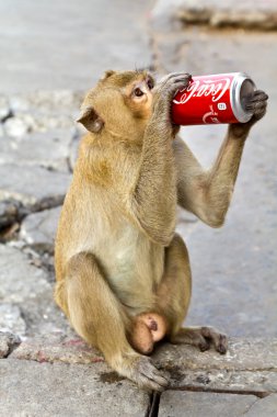 LOPBURI THAILAND - FEB 16 : Monkey enjoys drinking Coca Cola in clipart
