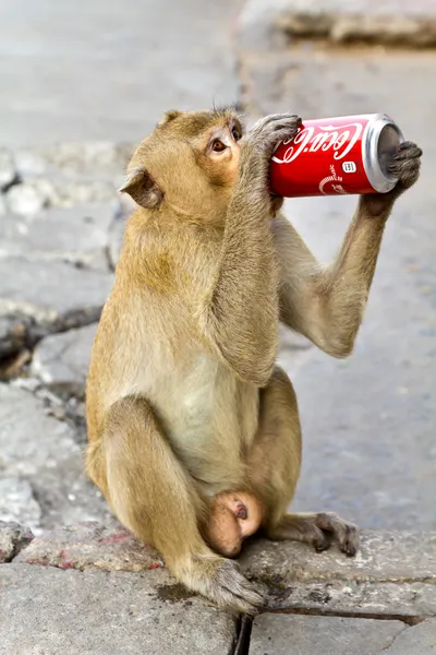 Lopburi Tajlandia - 16 lutego: Małpa cieszy się picia Coca Coli Obrazek Stockowy