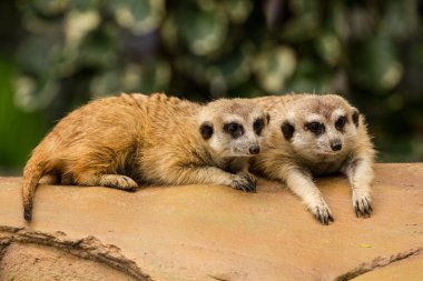 meerkat yerde dinleniyor