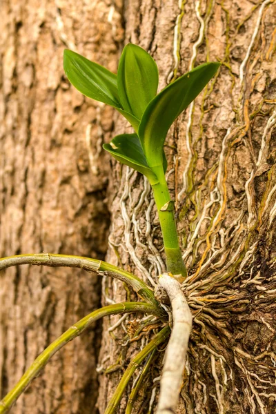 Orquídea en el árbol — Foto de Stock