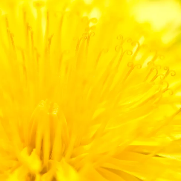 stock image Yellow Taraxacum officinale - background