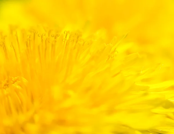 stock image Yellow Taraxacum officinale - background