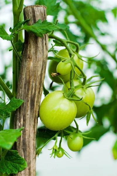 Groene tomaten in een tuin — Stockfoto