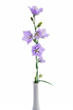 Campanula persicifolia, çan çiçeği beyaz aranjman