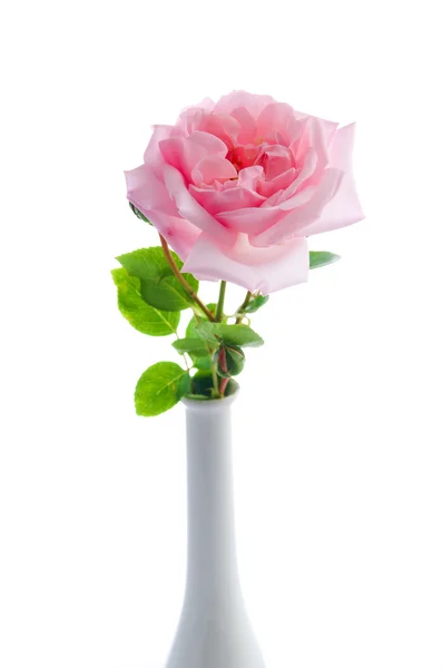 stock image Pink rose 'New Dawn' in white vase