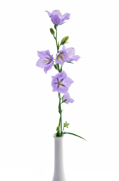Campanula persicifolia, flor de sino em vaso branco — Fotografia de Stock