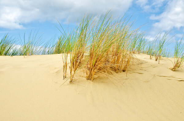 Шлем травы в песчаных дюнах
