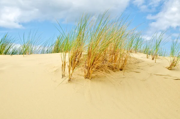 Шолом трава в піщаних дюнах Ліцензійні Стокові Фото