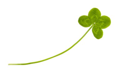 Four leaf clover clipart