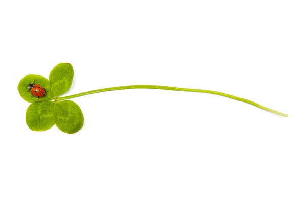 Four leaf clover and ladybird — Stock Photo, Image