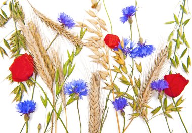 Flowers and cereals clipart