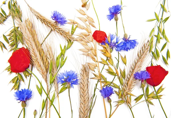 Flores y cereales — Foto de Stock