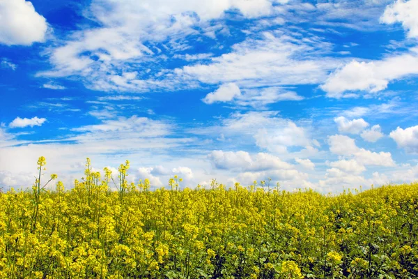 Agriculture in the yellow field. — Stock Photo, Image