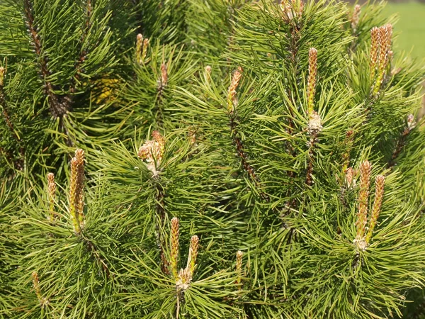 Pine needles — Stock Photo, Image