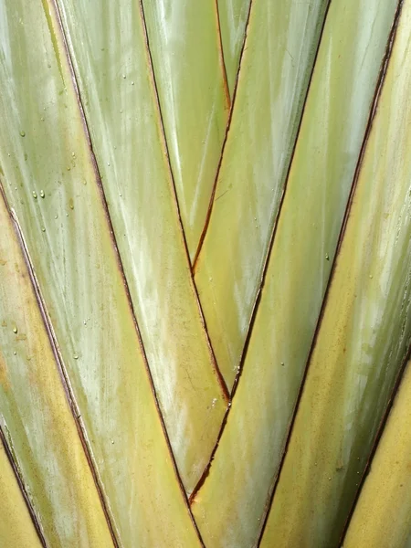 Pnia palmy — Zdjęcie stockowe