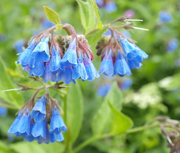 Bluebell květiny — Stock fotografie