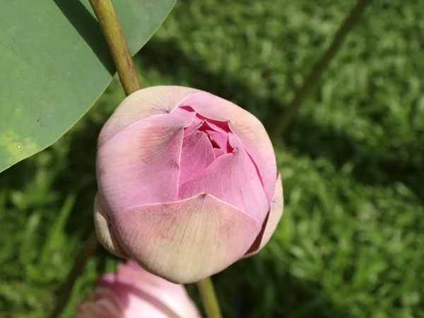Rosa asiático lótus — Fotografia de Stock
