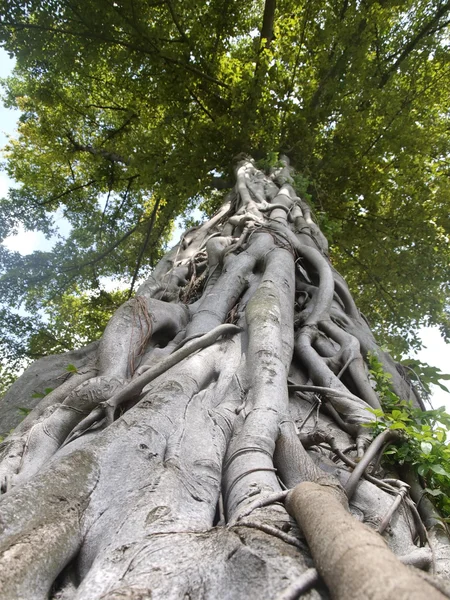 Stora trädet nedifrån och upp- — Stockfoto