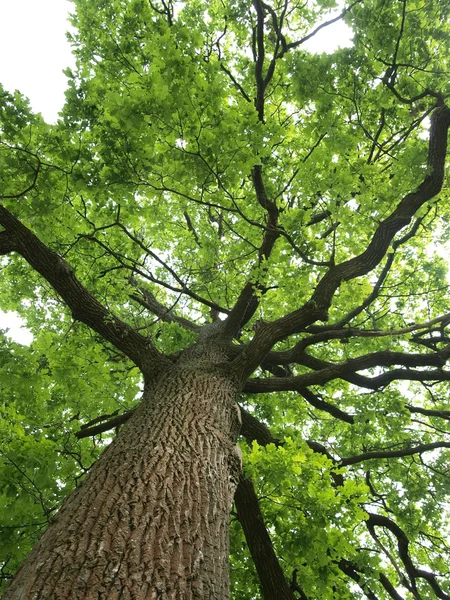 Зелений дуба дерево Ліцензійні Стокові Зображення