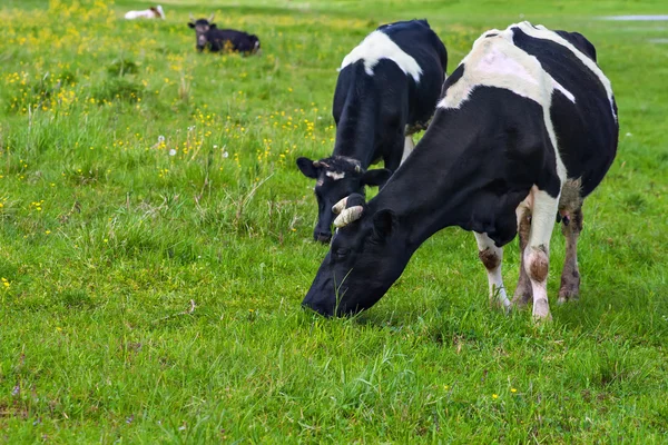 stock image Cows on a pasture