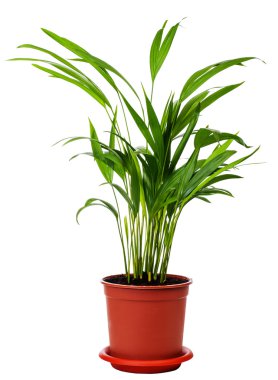 Houseplant Areca