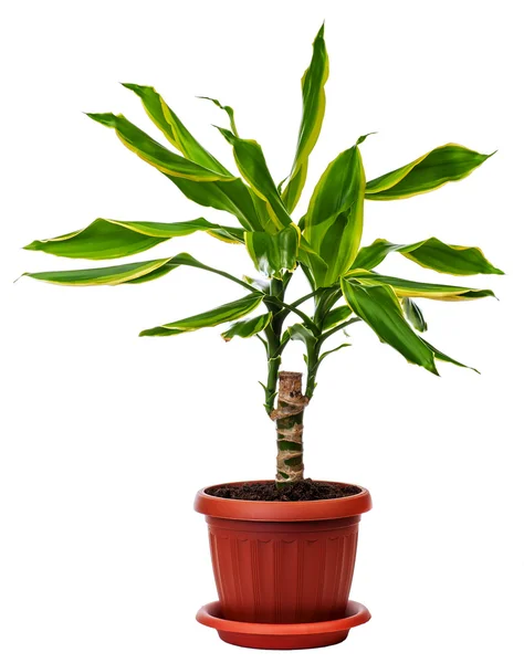 Zimmerpflanze Dracaena fragans Stockbild