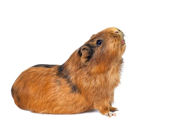 Stock image Guinea pig