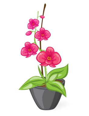 Pink orchid clipart