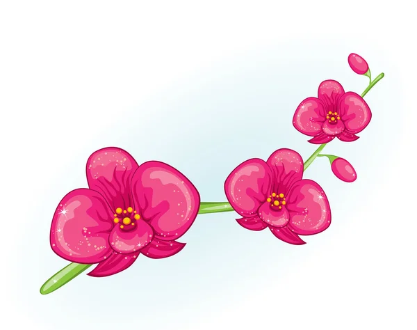 Ramo de orquídea rosa — Vetor de Stock