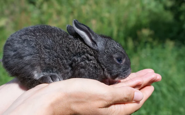 stock image Little rabbit